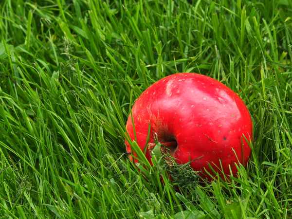 rot auf grün