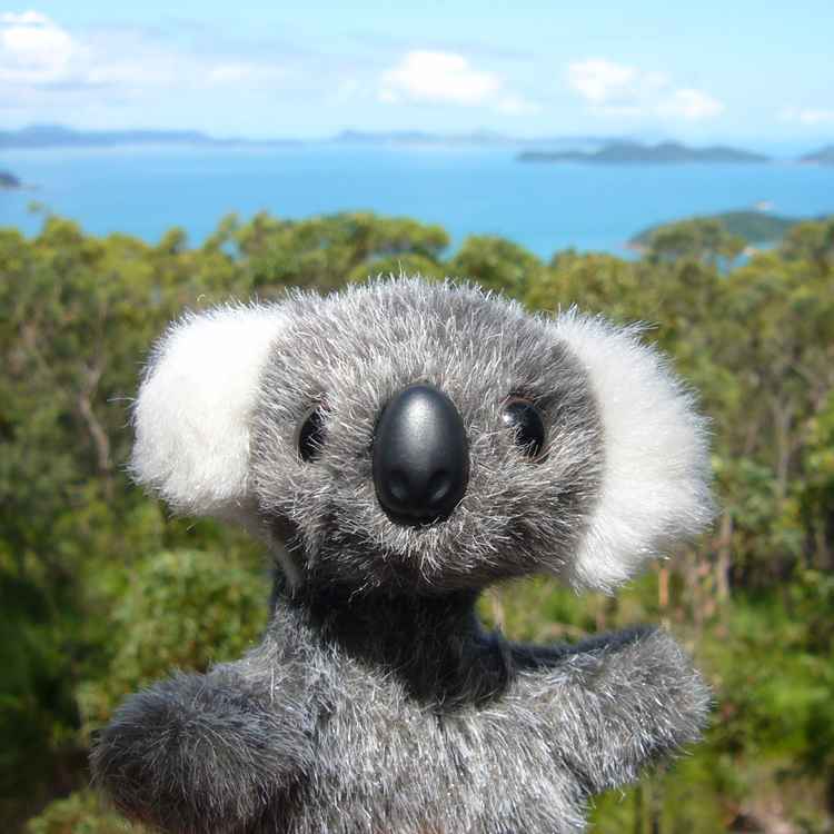 Koala Baby
