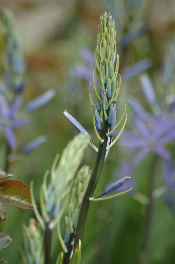 Blumen im Schloßgarten