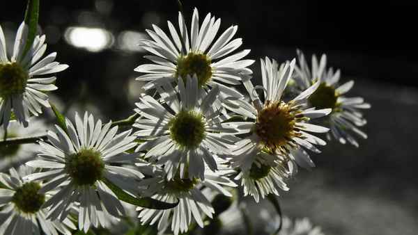 Herbstastern