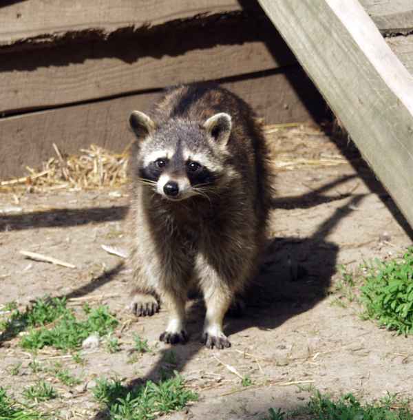 Waschbär