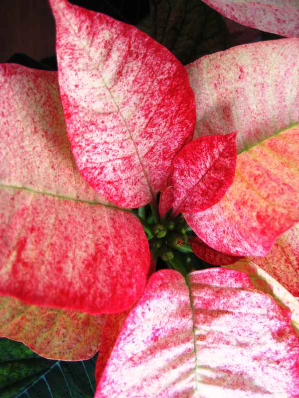 Scheinblüte des Weihnachtssterns