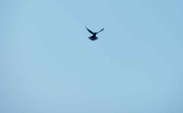 Rüttelnder Tumfalke