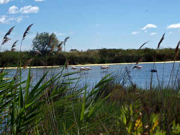 Flamingos in der Camargue