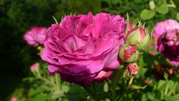 Alte Rose