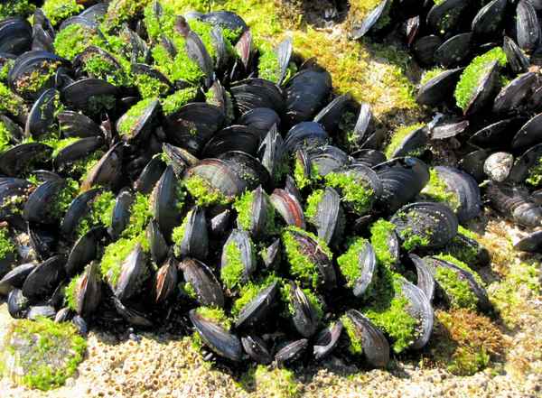 Miesmuscheln am Atlantik