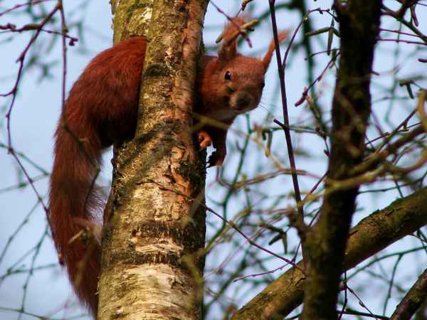 Eichhörnchen