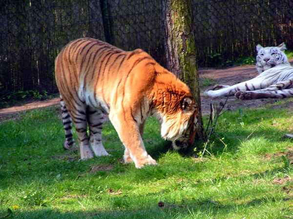 Tiger 1