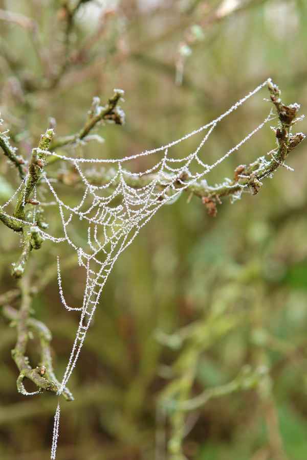 Raureifbilder #11