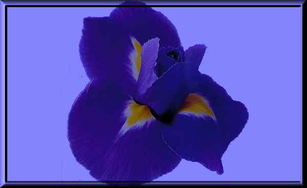 Hintergrund Blumen 80
