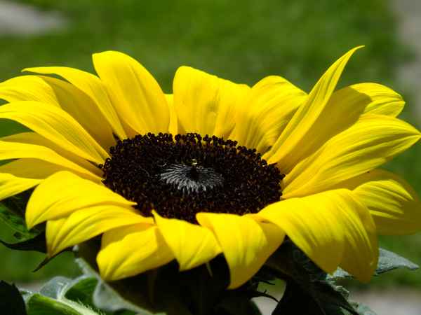 Sonnenblume