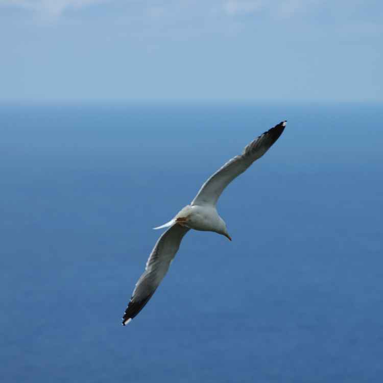Möwe