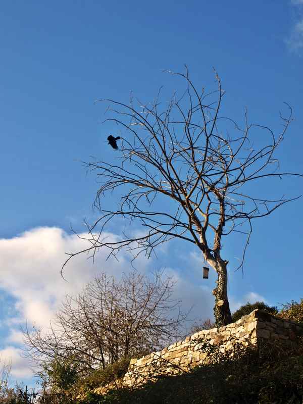 Ein Vogelbaum