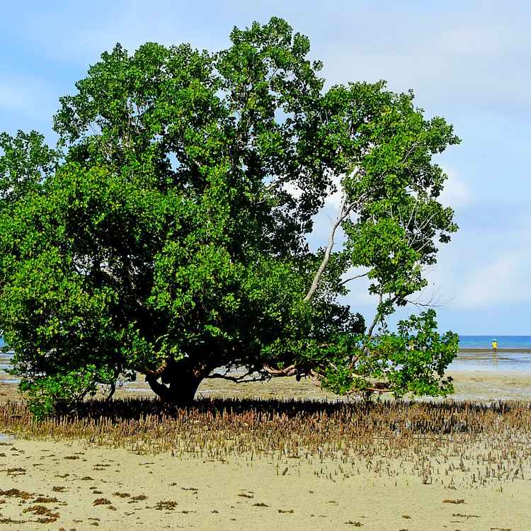 Baum am Meer