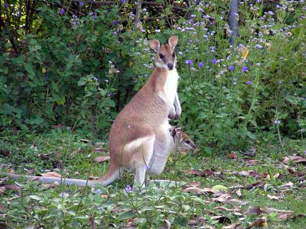 Kängurus 7