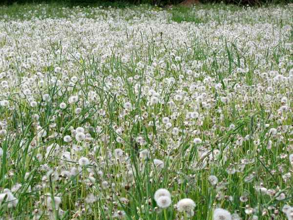 Pusteblumenfeld