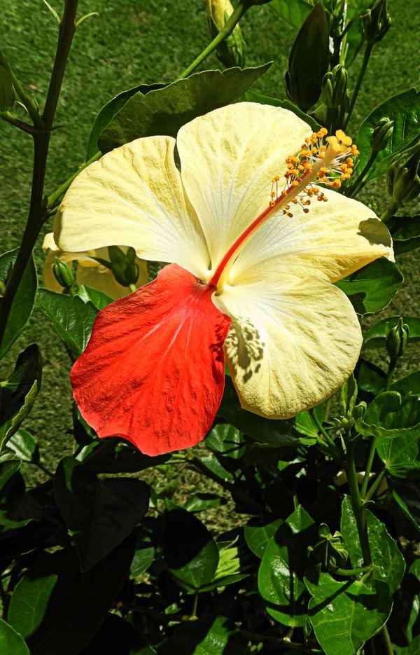 Zweifarbiger Hibiskus