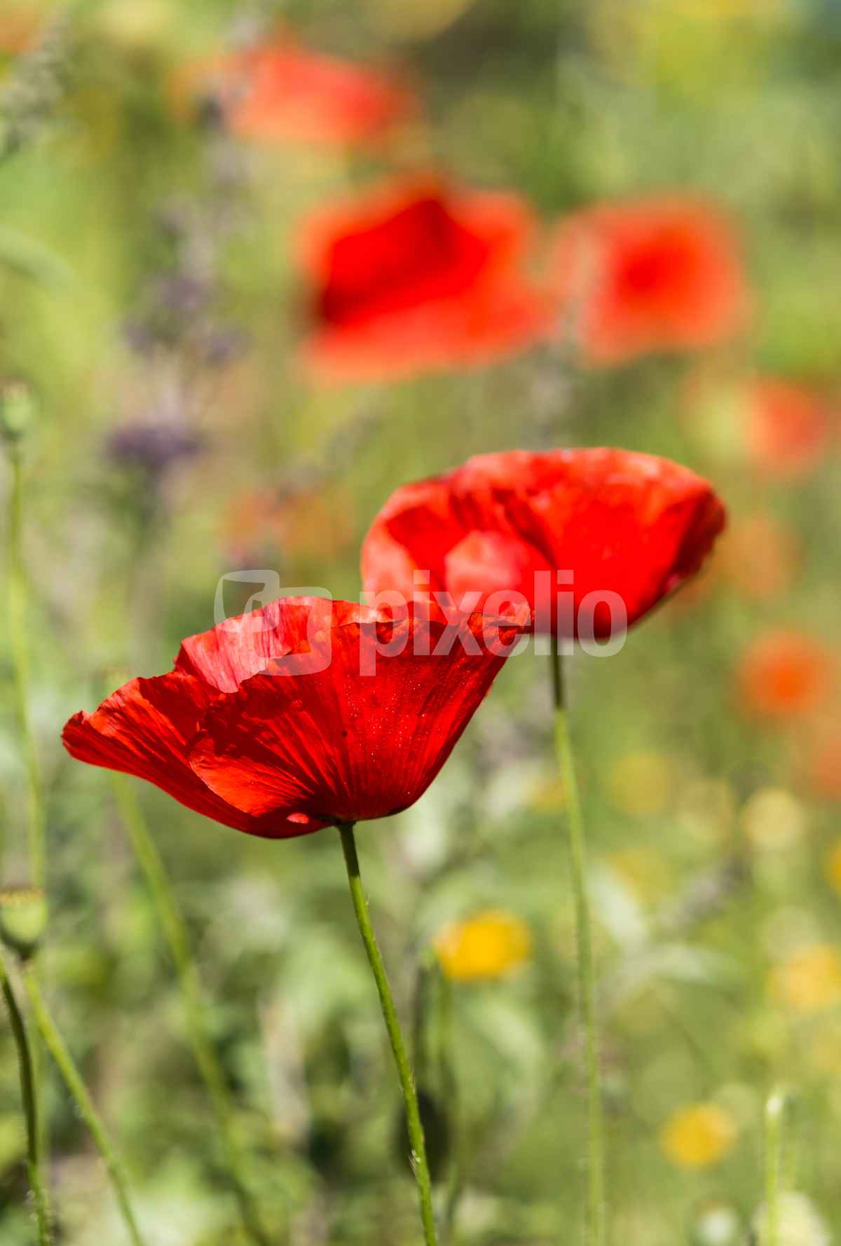 Mohn im Garten