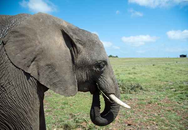 Elefant