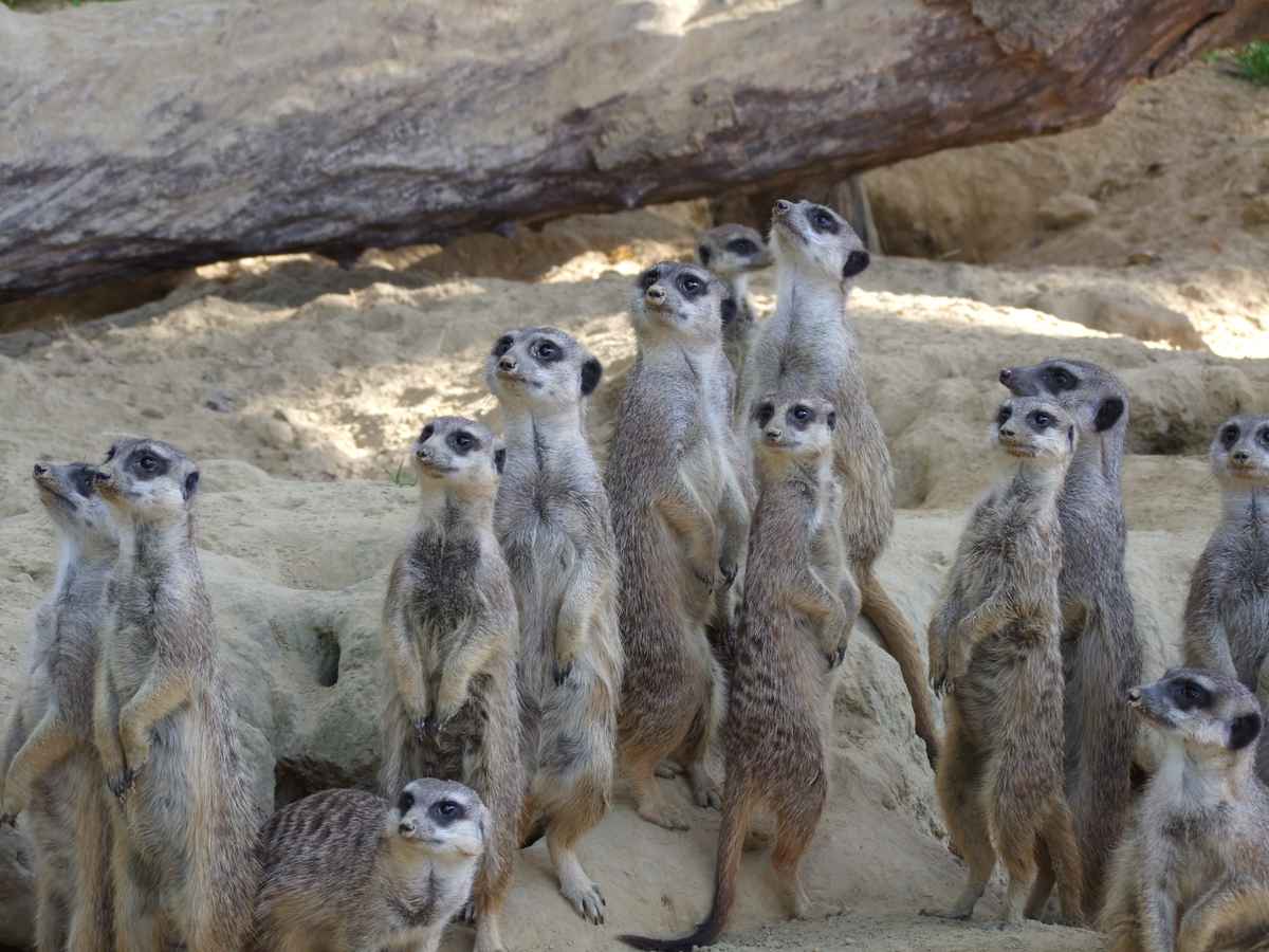 Erdmännchen