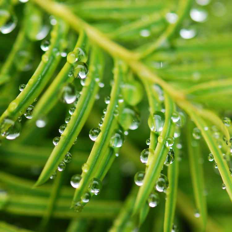Nadelbaum mit Wassertropfen