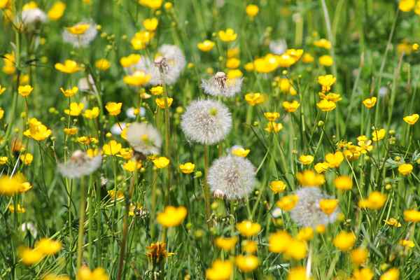 Mai.Impressionen aus der Natur 3