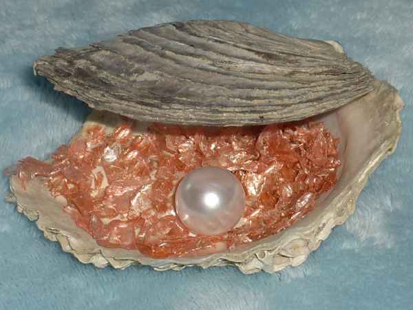 AUSTER MIT PERLENFUND