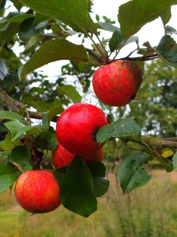 pralle Frucht
