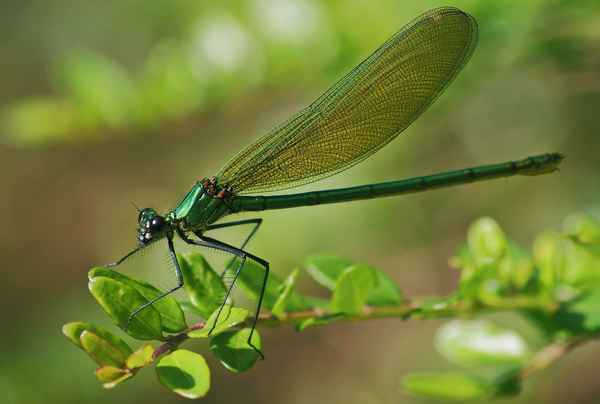 Libelle