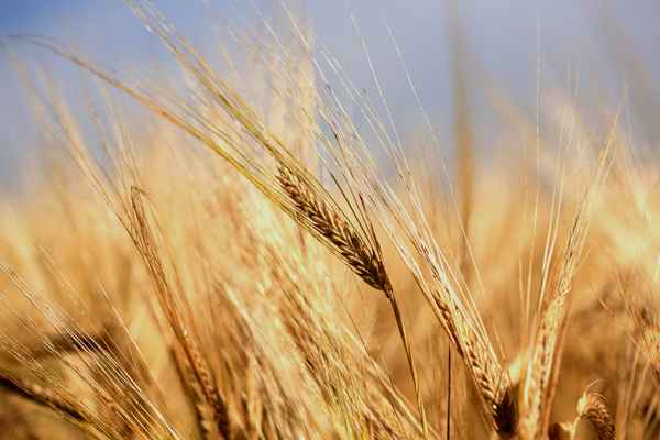 Gerstenfeld macro