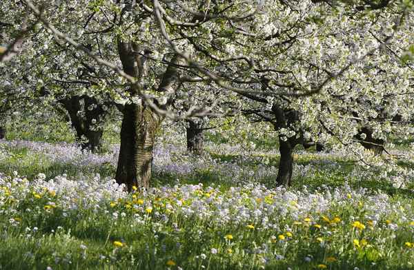 Das Blühen will nicht enden