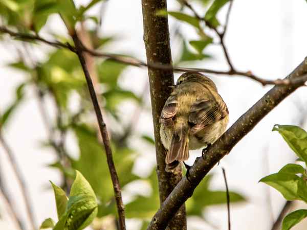 Er ruft selber seinen Namen