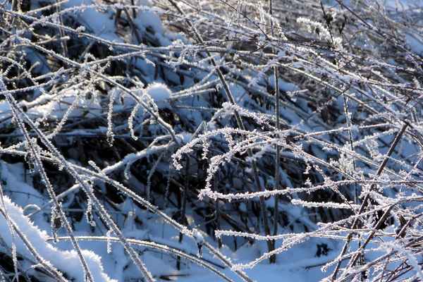 Raureif in der Morgensonne