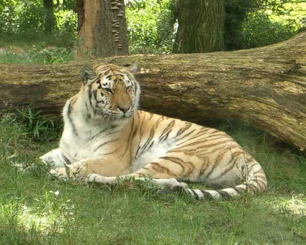 Tiger im Bronx Zoo
