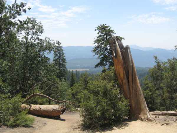 Umgestürzte Bäume im Yosemite National Park, nahe des Half Dome, Kalifornien, USA