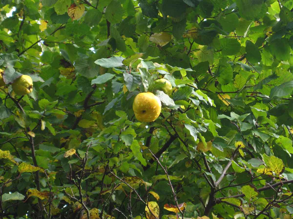 Quitte am Baum