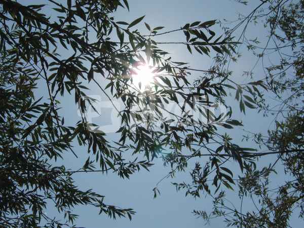 Ein Blick ins Licht