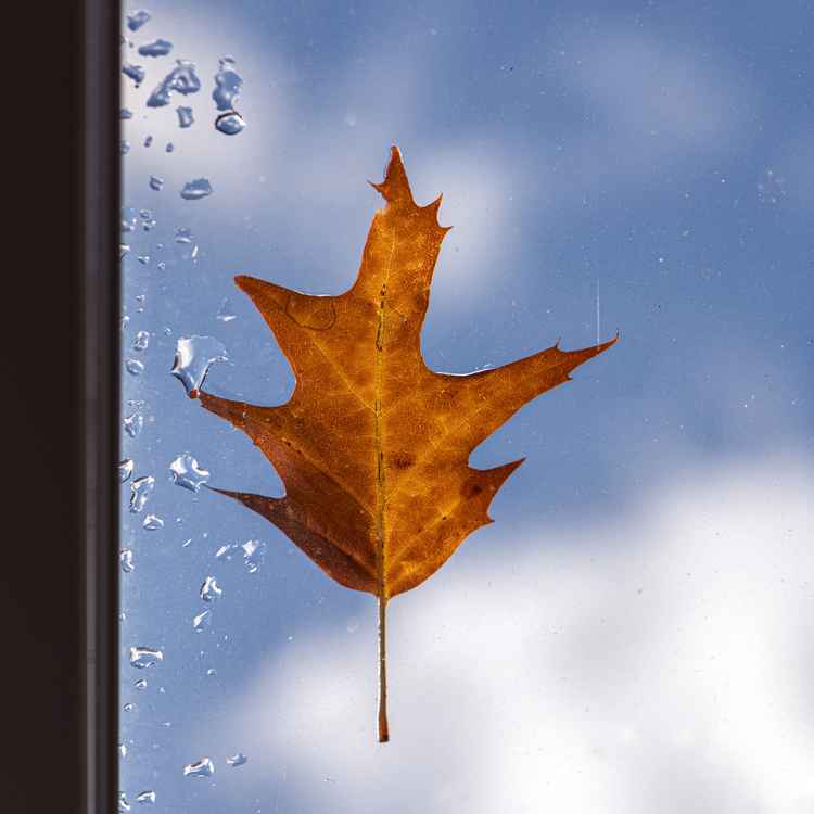 Herbstblatt am Fenster