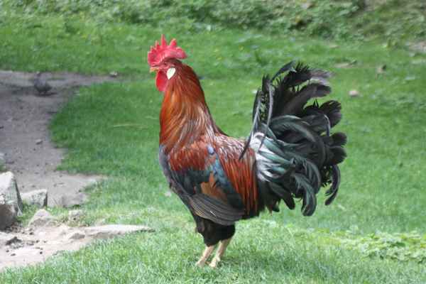 Gockel