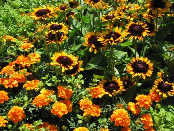 Sommerliche Blütenpracht