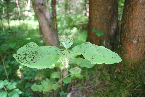Den Schnecken & Käfern zum Trotz 2