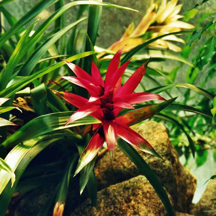 Exotische Blume 1