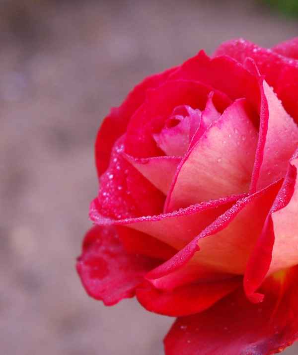 Rosenblüte mit Morgentau