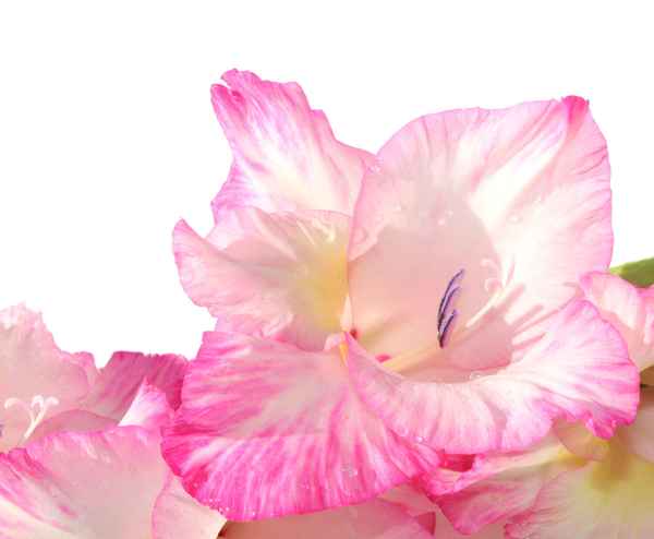 SAG ES MIT BLUMEN III