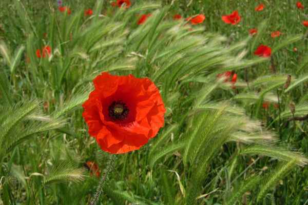 Sommer...