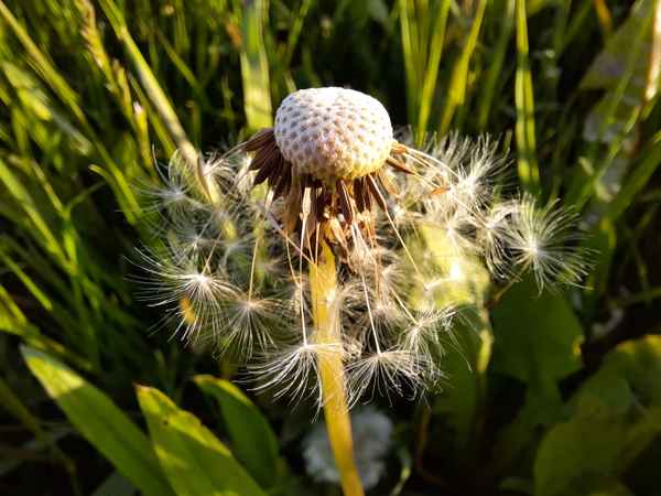 Pusteblume