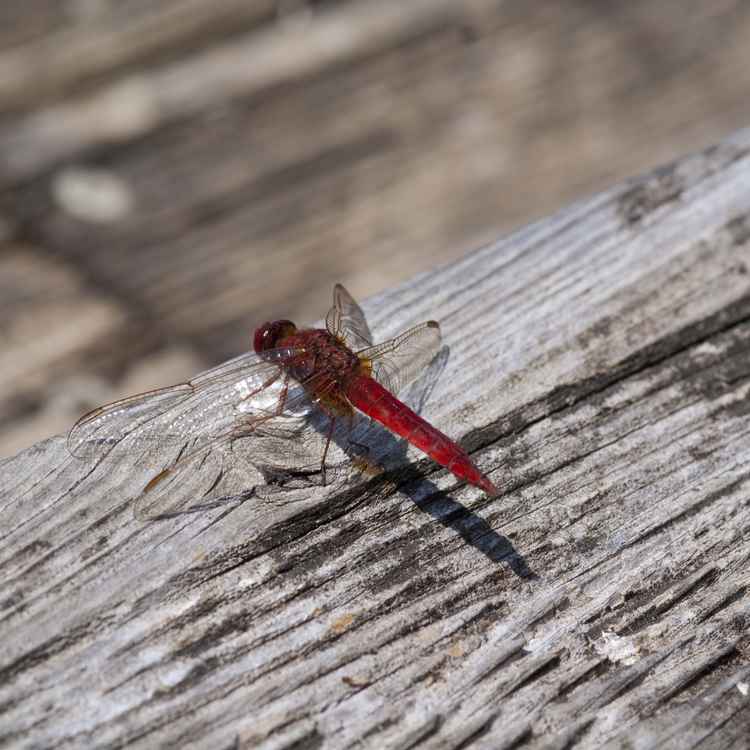 Rote Libelle