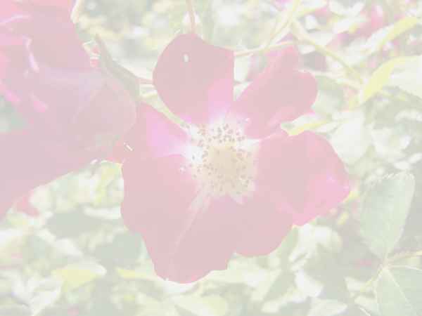 Briefpapier Heckenrose 2