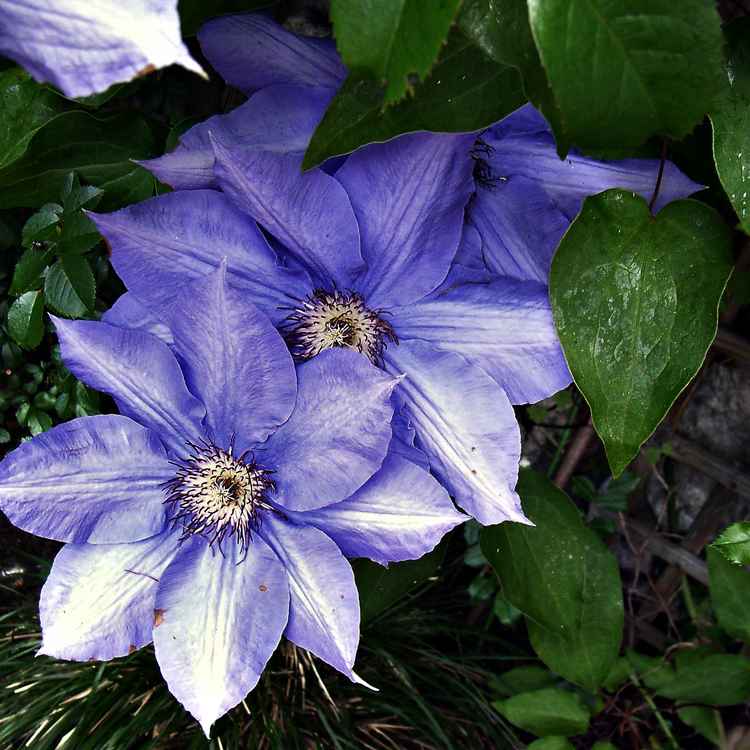 Blaue Clematis