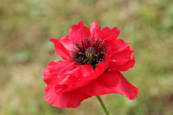  Roter Mohn